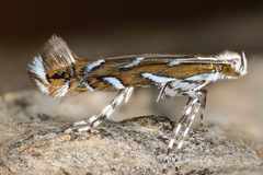 Parectopa pennsylvaniella