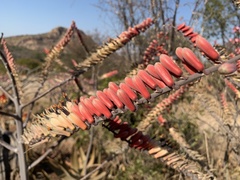 Aloe globuligemma