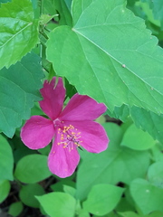 Hibiscus phoeniceus