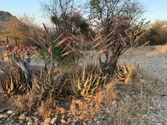 Aloe globuligemma