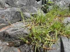Juncus covillei