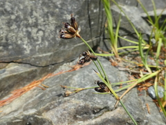 Juncus covillei