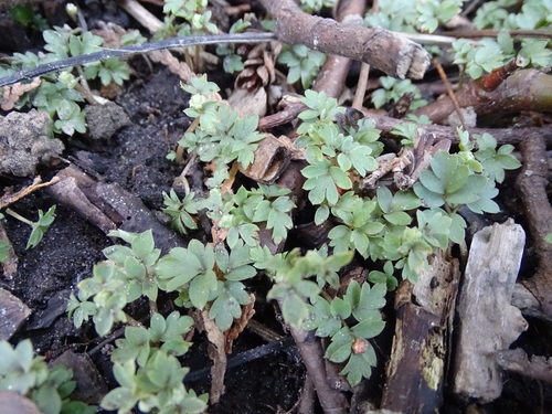 Moschatel (Adoxa moschatellina)