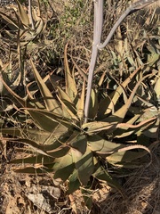 Aloe globuligemma