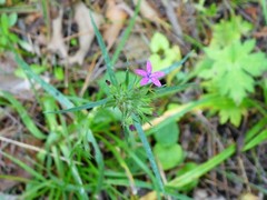 Dianthus armeria