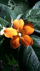 Sphinctanthus aurantiacus