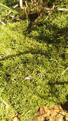 Helichrysum caespititium