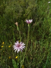 Pseudopodospermum papposum