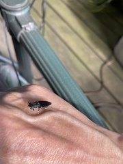 Diptera