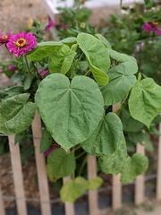 Abutilon theophrasti