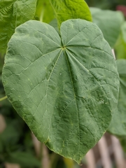 Abutilon theophrasti
