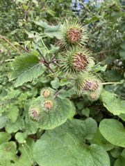 Arctium lappa