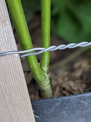 Abutilon theophrasti