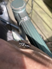 Diptera