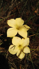 Exochaenium grande