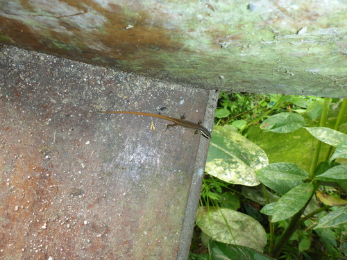 Cercosaura oshaughnessyi