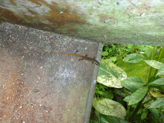 Cercosaura oshaughnessyi