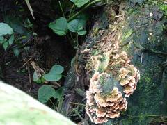 Cercosaura oshaughnessyi