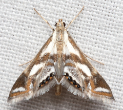 Chrysendeton imitabilis