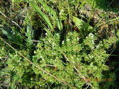 Galium humifusum