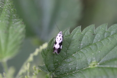 Ethmia quadrillella