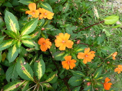 Impatiens hawkeri