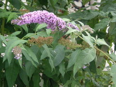 Buddleja davidii