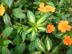 Impatiens hawkeri