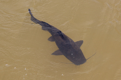 Steindachneridion melanodermatum