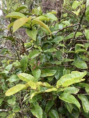 Antidesma platyphyllum