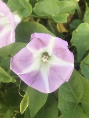 Calystegia sepium roseata