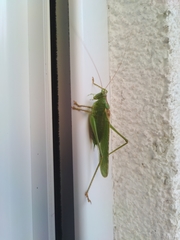 Tettigonia viridissima