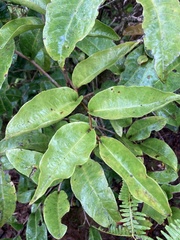 Antidesma platyphyllum