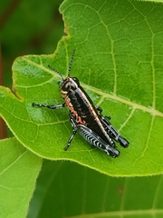 Dactylotini
