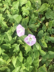 Calystegia sepium roseata