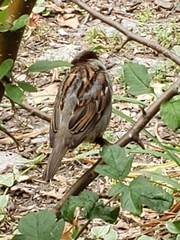 Passer domesticus