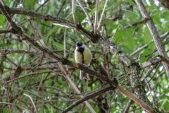 Parus major