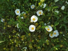 Cistus salviifolius
