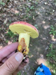 Boletus roodyi