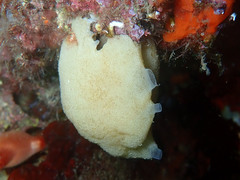 Leuconia nivea