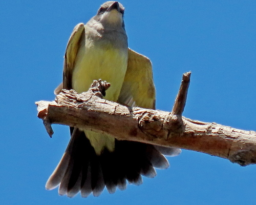 photo of Cassin's Kingbird (Tyrannus vociferans)