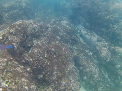 Abudefduf declivifrons