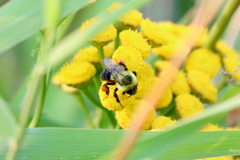 Bombus impatiens
