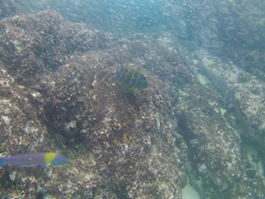 Abudefduf declivifrons