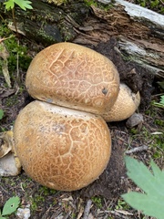 Caloboletus rubripes