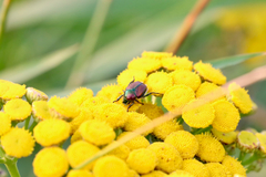 Popillia japonica