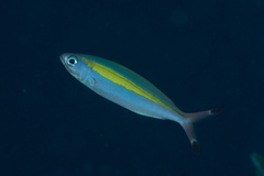 Pterocaesio lativittata