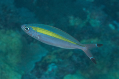 Pterocaesio lativittata