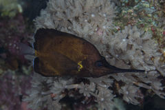 Forcipiger longirostris