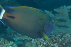 Acanthurus fowleri
